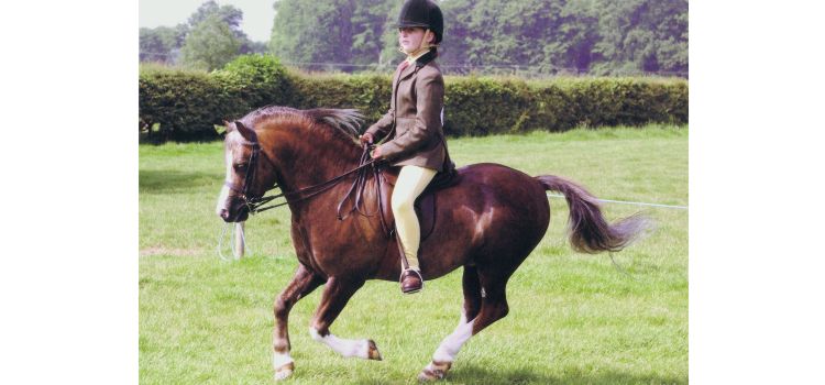 Heniarth Quip, HOYS & Olympia finalist with India Latter