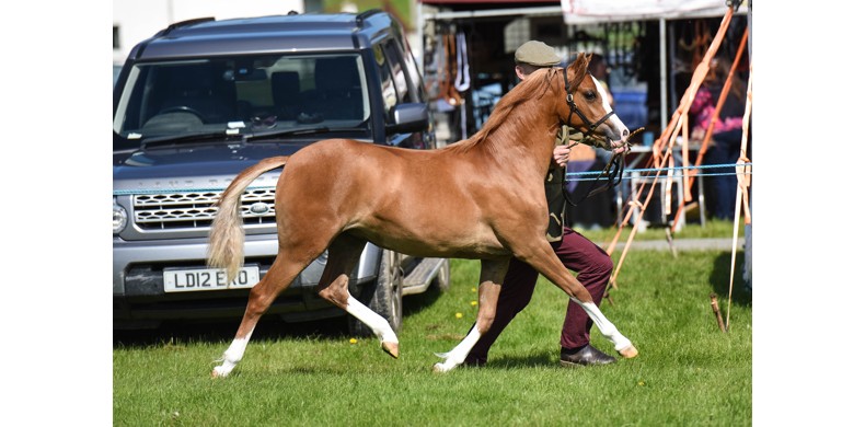 Heniarth Tumbarumba 2018