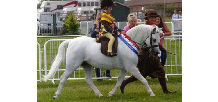 Heniarth Quasar (Roseisle Pandy Tudyr x Sunwillow Quest)