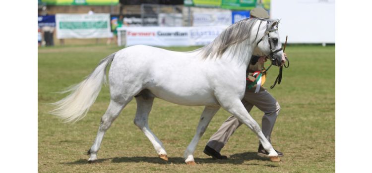 Heniarth Wood-Wind Royal Welsh Champion 2014