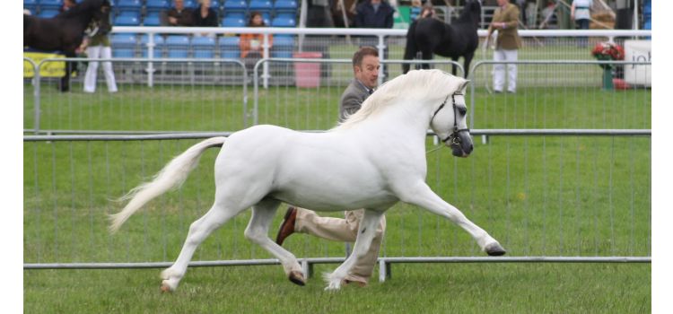 Heniarth Yarra Glen (Nerwyn Cadno x Sunwillow Yasmin)